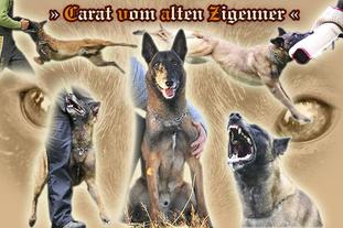 Carat vom alten Zigeuner Carat vom alten Zigeuner