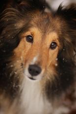 Bonnie from Spirit of Shetland Bonnie from Spirit of Shetland