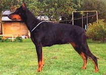 Odina van Roveline Odina van Roveline