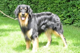 Elrond vom Pirloer Hof Elrond vom Pirloer Hof