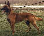 Roy NHSB 1552734 (Vos) Roy NHSB 1552734 (Vos)