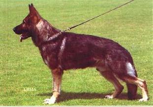 Brax von der Lutter Brax von der Lutter