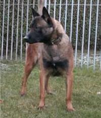 BoFem NHSB 2465317 (Peeters) BoFem NHSB 2465317 (Peeters)