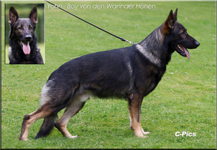 Yohn-Boy von den Wannaer Höhen Yohn-Boy von den Wannaer Höhen