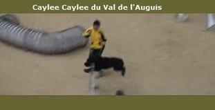 Caylee du Val de l'Auguis Caylee du Val de l'Auguis