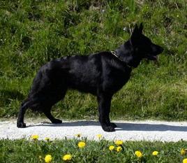 Orka von der Sturmburg Orka von der Sturmburg