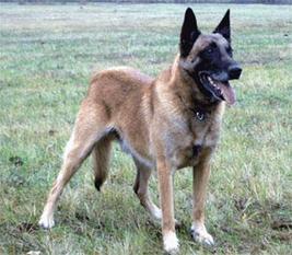 Duke vom schnellen Fuchs Duke vom schnellen Fuchs