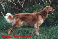 Ginger von Ascona Ginger von Ascona