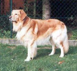 Pancho von Ascona Pancho von Ascona