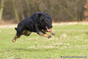 Guinnes vom Rothaarpark Guinnes vom Rothaarpark