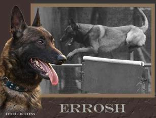 Errosh LOSH 980132 Errosh LOSH 980132