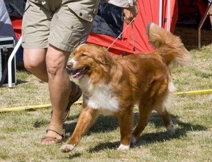Shaggy Toller's Snow White Shaggy Toller's Snow White