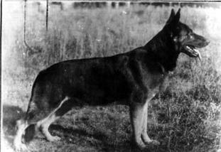 Pirol von der Buchenhöhe Pirol von der Buchenhöhe