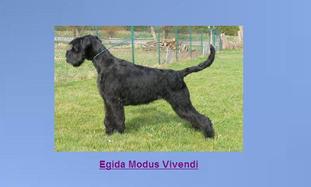 Egida Modus Vivendi Egida Modus Vivendi