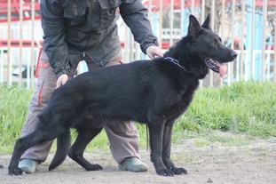 Karlo von den Wilden Karlo von den Wilden