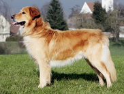 Bruce von der Mattsieser Burg