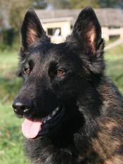 A'Bosco du Musher A'Bosco du Musher