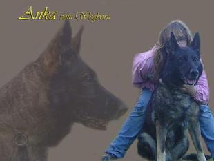 Anka vom Wegborn Anka vom Wegborn