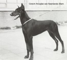 Gravin Anusjka van Neerlands Stam Gravin Anusjka van Neerlands Stam