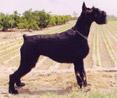 Reyna de Pichera