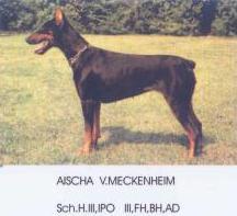 Aischa von Meckenheim Aischa von Meckenheim