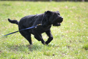 Ringo vom Reußer Land Ringo vom Reußer Land