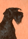 Nancy vom Bosenberg