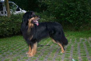 Birko vom Winkelbach Birko vom Winkelbach