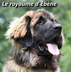 Gaza des lions de la ferronnière Gaza des lions de la ferronnière