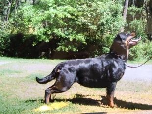 Otti vom Steintor Rott Otti vom Steintor Rott