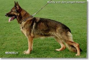 Nandy von den jungen Hansen Nandy von den jungen Hansen