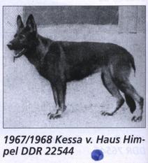Kessa vom Haus Himpel Kessa vom Haus Himpel