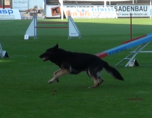 Maik vom Fuchsstein Maik vom Fuchsstein