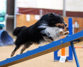 Waban vom Münzenberger Sheltiecamp Waban vom Münzenberger Sheltiecamp