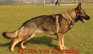 Aylika von Sharazan Aylika von Sharazan
