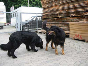 Carla vom Feuerteich Carla vom Feuerteich