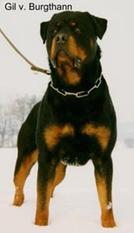 Gil von Burgthann Gil von Burgthann