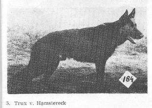 Trux vom Hamstereck Trux vom Hamstereck