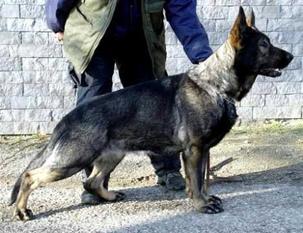Erika z Atarova dvora CS Erika z Atarova dvora CS