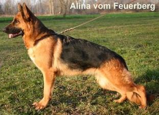 Alina vom Feuerberg Alina vom Feuerberg