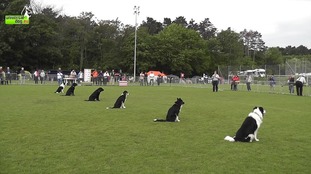 Hexgårdens Mexx Hexgårdens Mexx