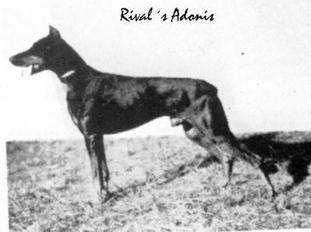 Rival's Adonis Rival's Adonis