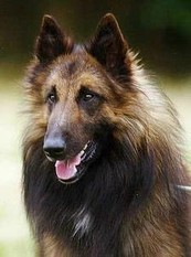 Debelisi Barox Debelisi Barox