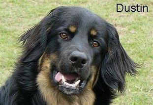 Dustin vom Schondratal Dustin vom Schondratal