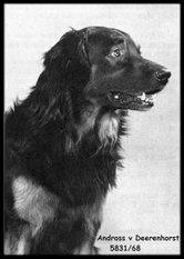 Andros vom Deerenhorst Andros vom Deerenhorst