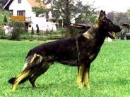 Blek Eqidius CS