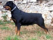 Tosca von Hause Sommer