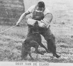 Desy van de Eland Desy van de Eland