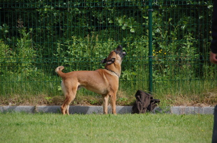Chidon vom Löwenherz Chidon vom Löwenherz