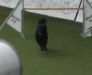 Irhaberki Cikk Cakk Irhaberki Cikk Cakk